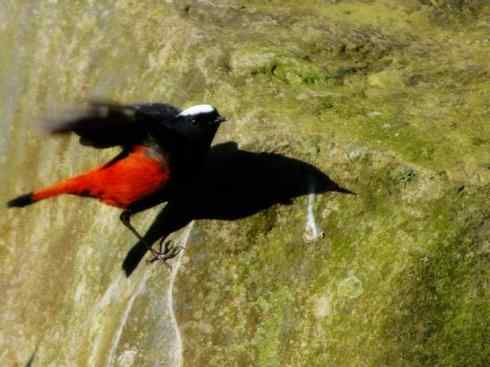 美丽无罪：雀鸟之溪鸲