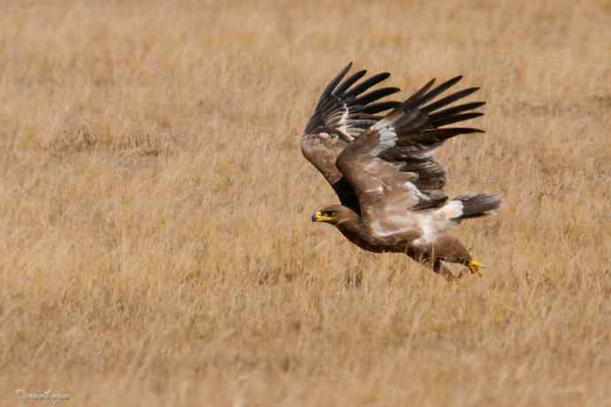草原追梦. 邂逅迎宾草原雕