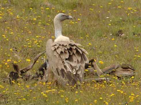 鸟类之最：高山兀鹫