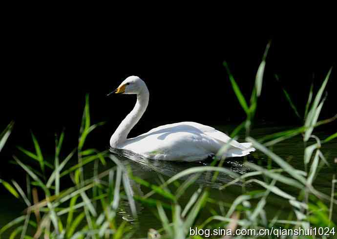 白天鹅.悠然自得(动物园)