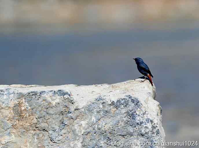 生境鸟片.风景独好