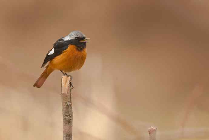 小鸟北红尾鸲&nbsp;wbr♂