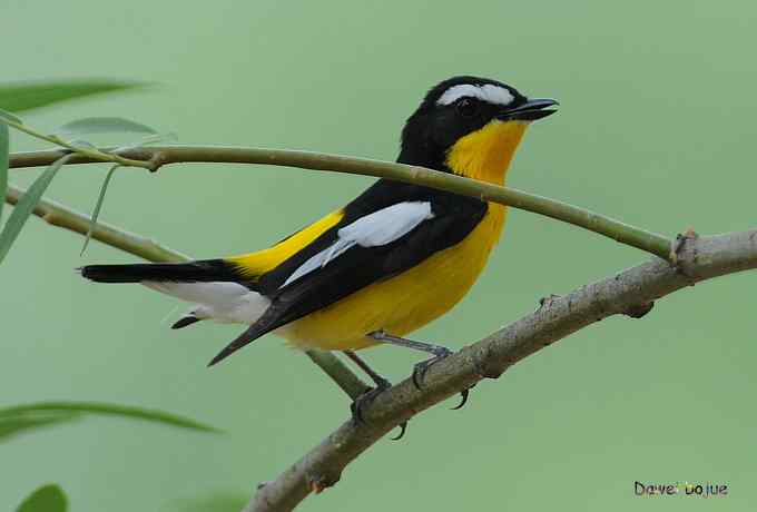 植物园：紫背.白眉和绿啄　