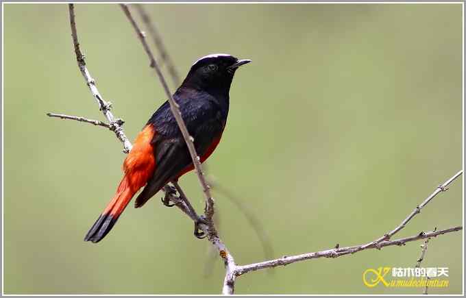 白顶溪鸲【照片】