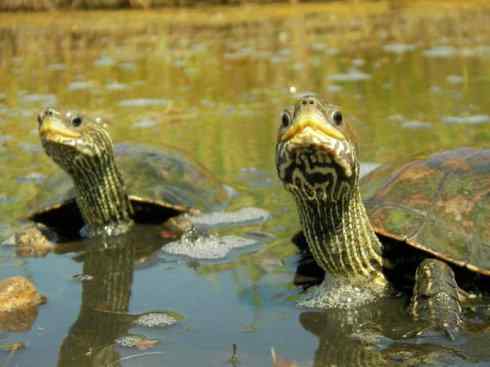 玄武：传说的兽原型探秘（潮龟）