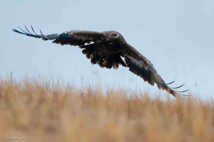 草原追梦. 大雕雄起