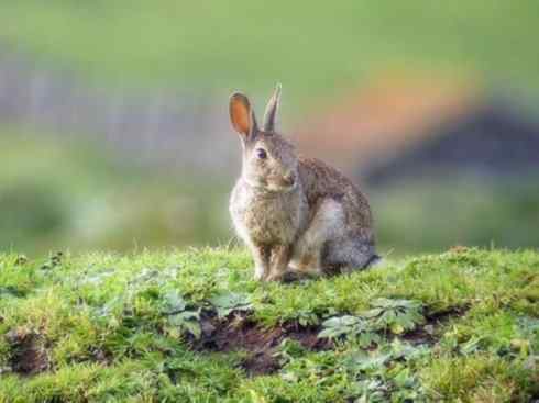 动物世界：山寨还是原创之十