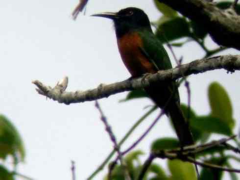 绝色攀禽:佛法僧目之蜂虎 绝色攀禽:佛法僧目之蜂虎