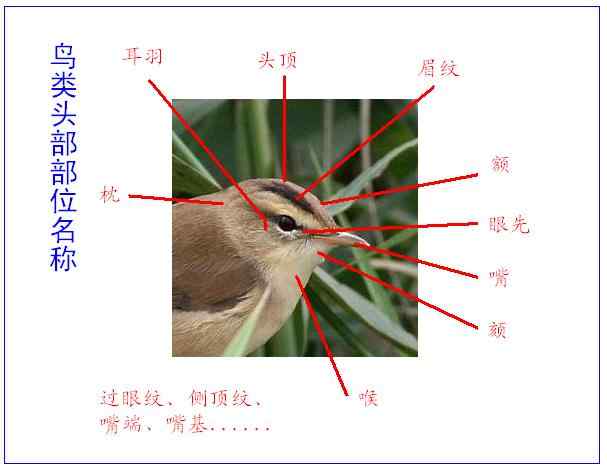 武汉观鸟会初级观鸟讲座[第11课]——似曾相识燕归来