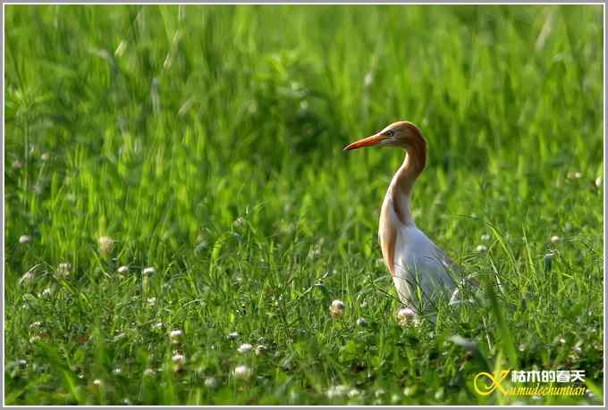 最后一抹夕阳下的鈥溑１仇剽潯菊掌