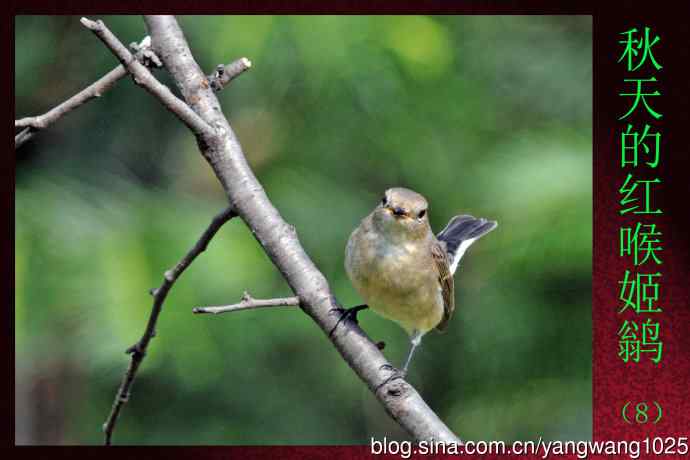 秋天的红喉姬鹟(8) 秋天的红喉姬鹟(8)