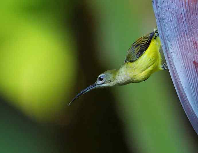 【版纳植物园三日 wbr新收获16种小鸟儿】 【版纳植物园三日 wbr新收获16种小鸟儿】