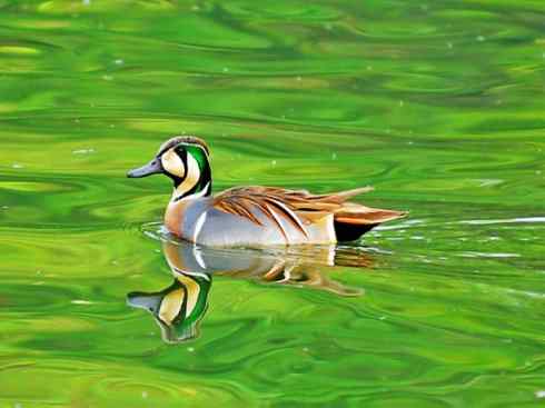 雁鸭之最之六（丑鸭、秋沙鸭、花脸鸭、针尾鸭）