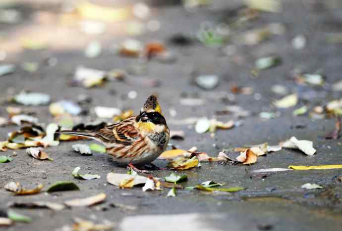 黄喉鹀(1) 黄喉鹀(1)