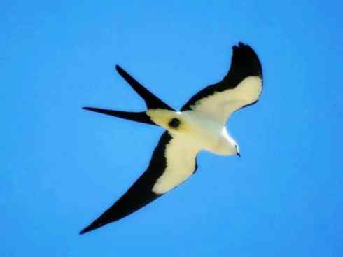 白头鸟系列：另类的美丽（燕尾鸢）