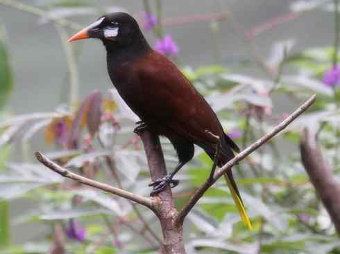 奇特的盔：拟椋鸟