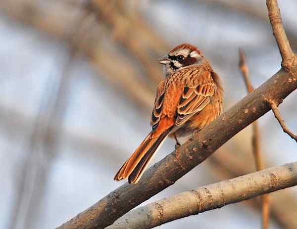 家乡的鸟（6），三道眉草鹀（组图）