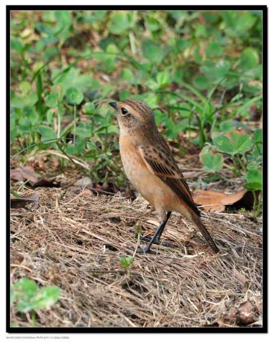 一个让人失望的春季迁徙