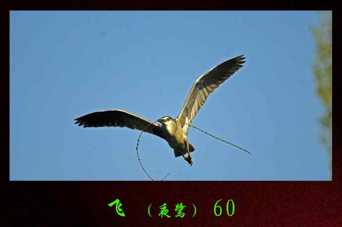 飞(夜鹭)60 飞(夜鹭)60