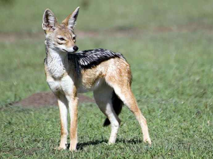 犬科:犬亚科犬属之金豺、黑背豺(胡狼类) 犬科:犬亚科犬属之金豺、黑背豺(胡狼类)