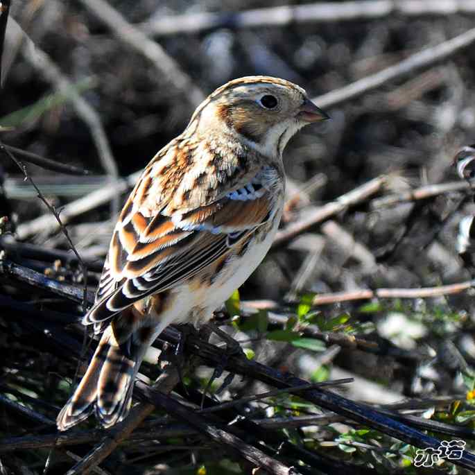 北京西山&nbsp;wbr路&nbsp;wbr铁爪鵐