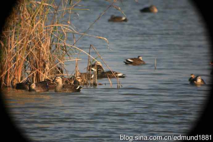 崇明东滩湿地公园观鸟记