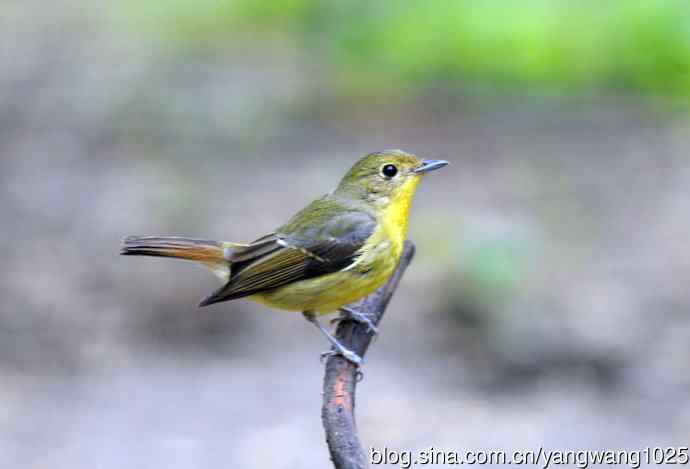 雌性绿背姬鶲（4）