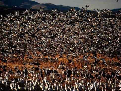 自然奇观：动物大迁徙(鹤类)