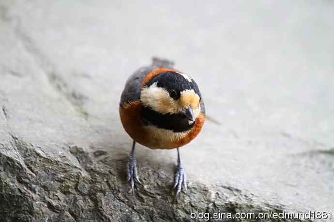 初哥守株待兔之收获