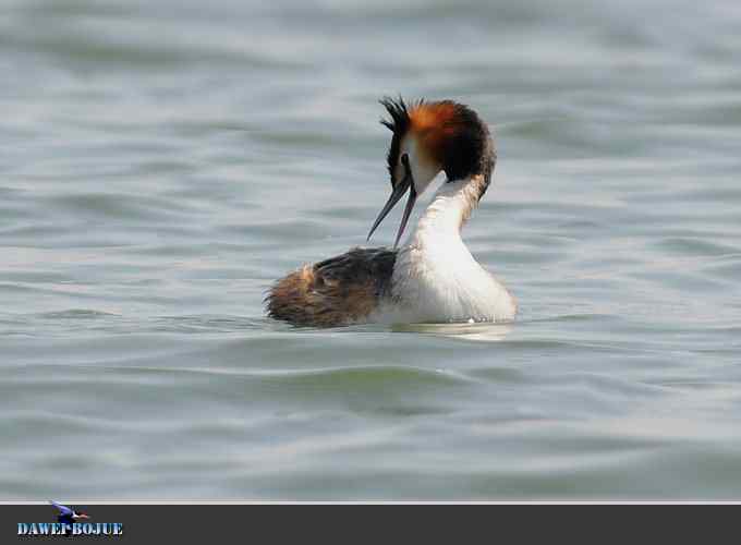 凤头.相恋在春花绽放时
