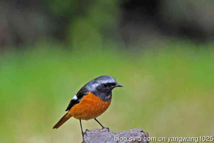 雄性北红尾鸲（35）