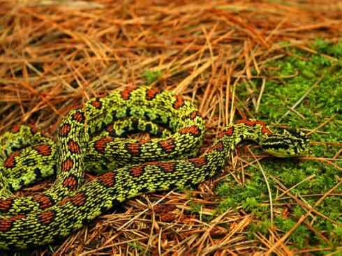 龙：传说的兽原型探秘（蝮蛇类）