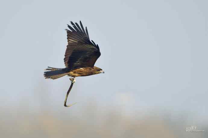滞留在北方的黑耳鸢 滞留在北方的黑耳鸢