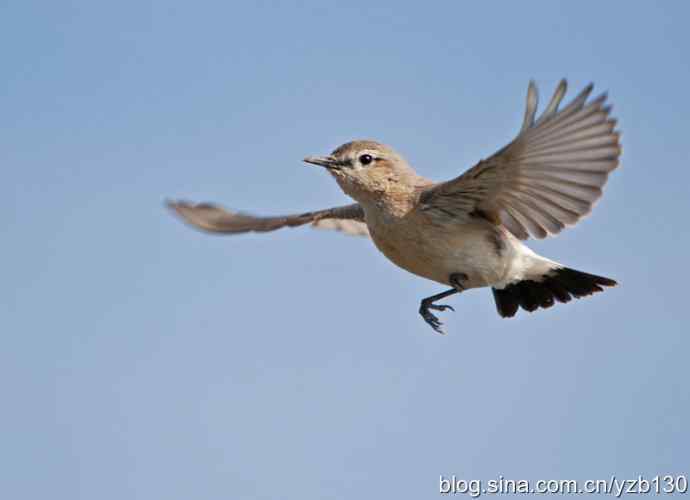 悬停，是一种尽职尽责（组图，22张图片）