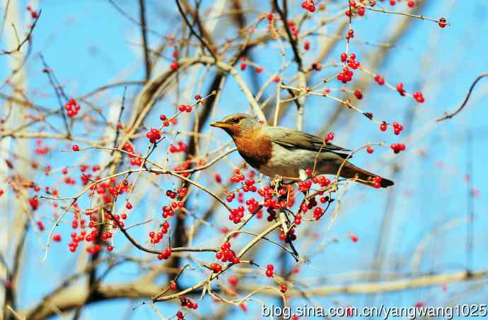 北京植物园的鸟类——赤颈鸫（2）