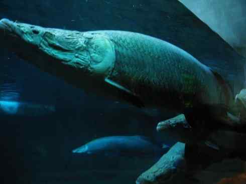 鱼类活化石：巨骨舌鱼