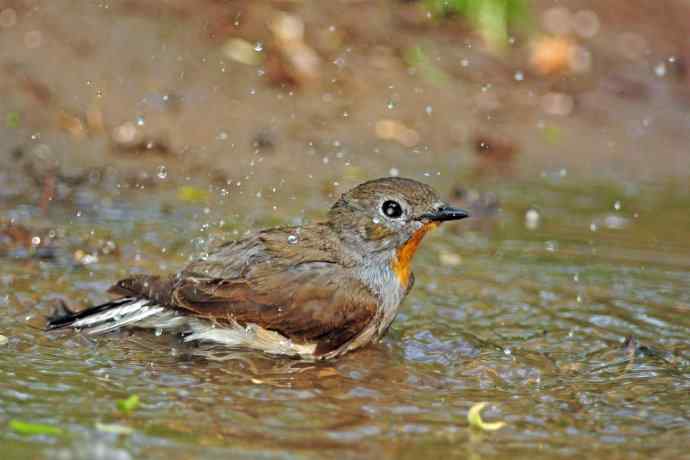 雄性红喉姬鹟(8) 雄性红喉姬鹟(8)