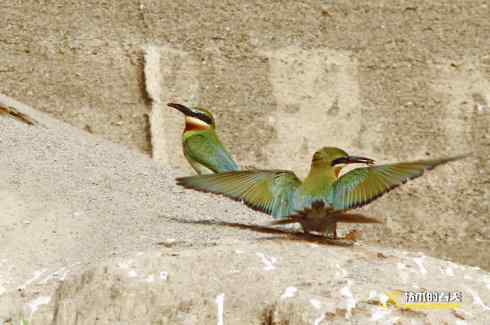 育雏期的鈥溊鹾矸浠⑩