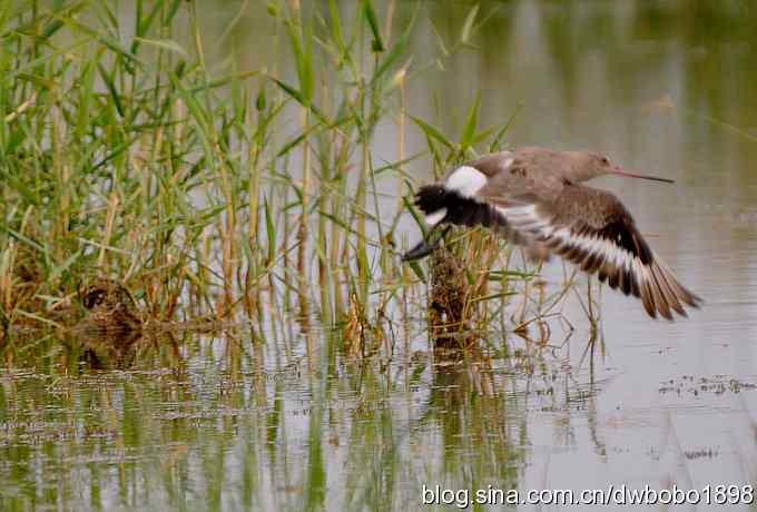 黑尾塍鹬鈥斺斈诿晒勰裥校ㄈ