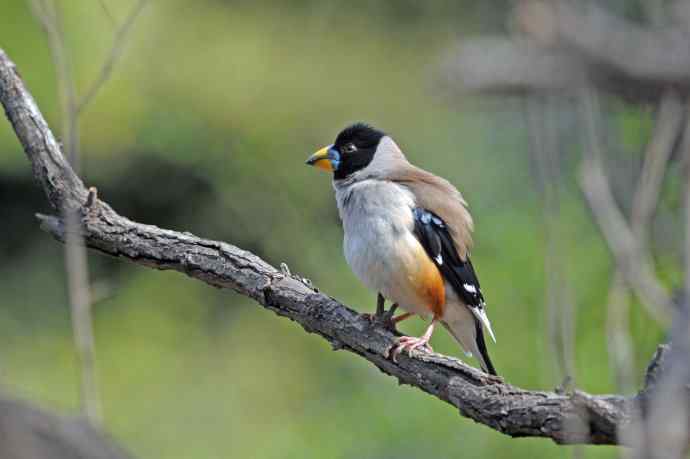 雄性黑尾蜡嘴雀（4）