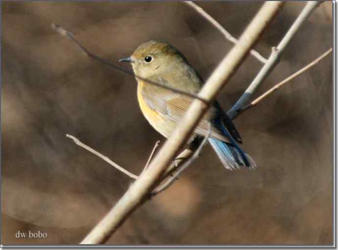 辞旧岁 wbr黄喉鹀添彩儿