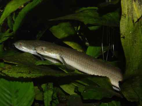 鱼类活化石:多鳍鱼 鱼类活化石:多鳍鱼