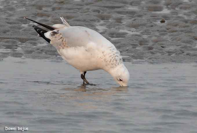 一级珍鸟：遗鸥