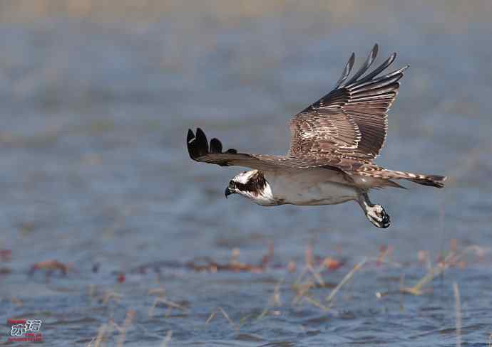 高手亦有失手时 高手亦有失手时