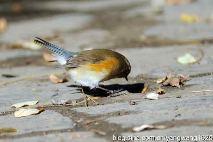 阳光下的红肋蓝尾鸲 wbr wbr2