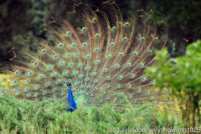 蓝孔雀(开屏) 蓝孔雀(开屏)