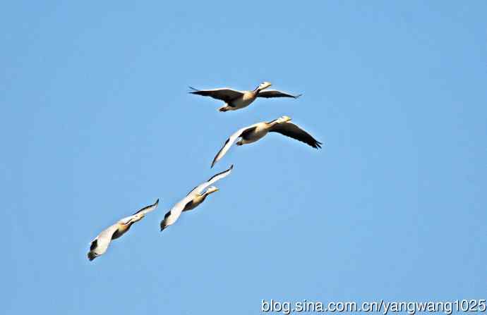 斑头雁（习作）