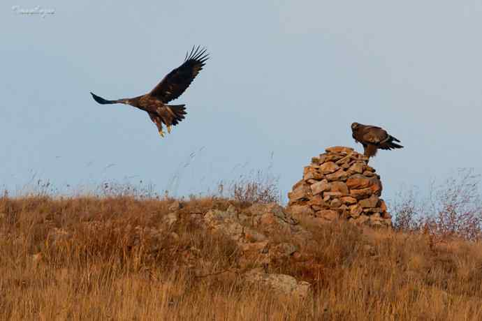 草原有约. wbr夕阳下与草原雕一家敖包相会