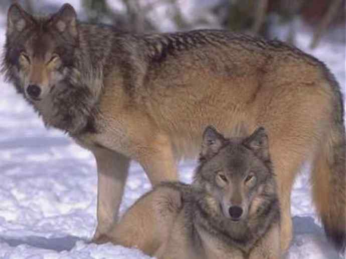 犬科：犬亚科犬属之澳洲野犬、歌唱犬、家犬