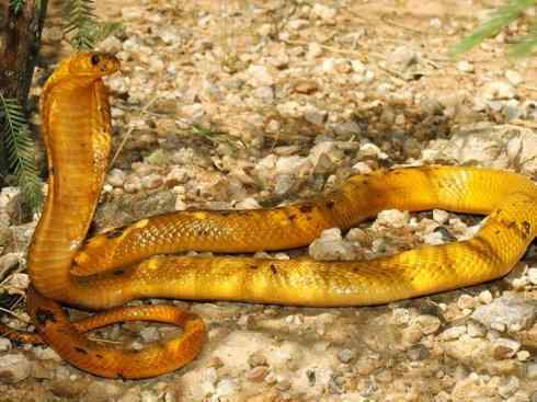 龙:传说的兽原型探秘(眼睛蛇类) 龙:传说的兽原型探秘(眼睛蛇类)